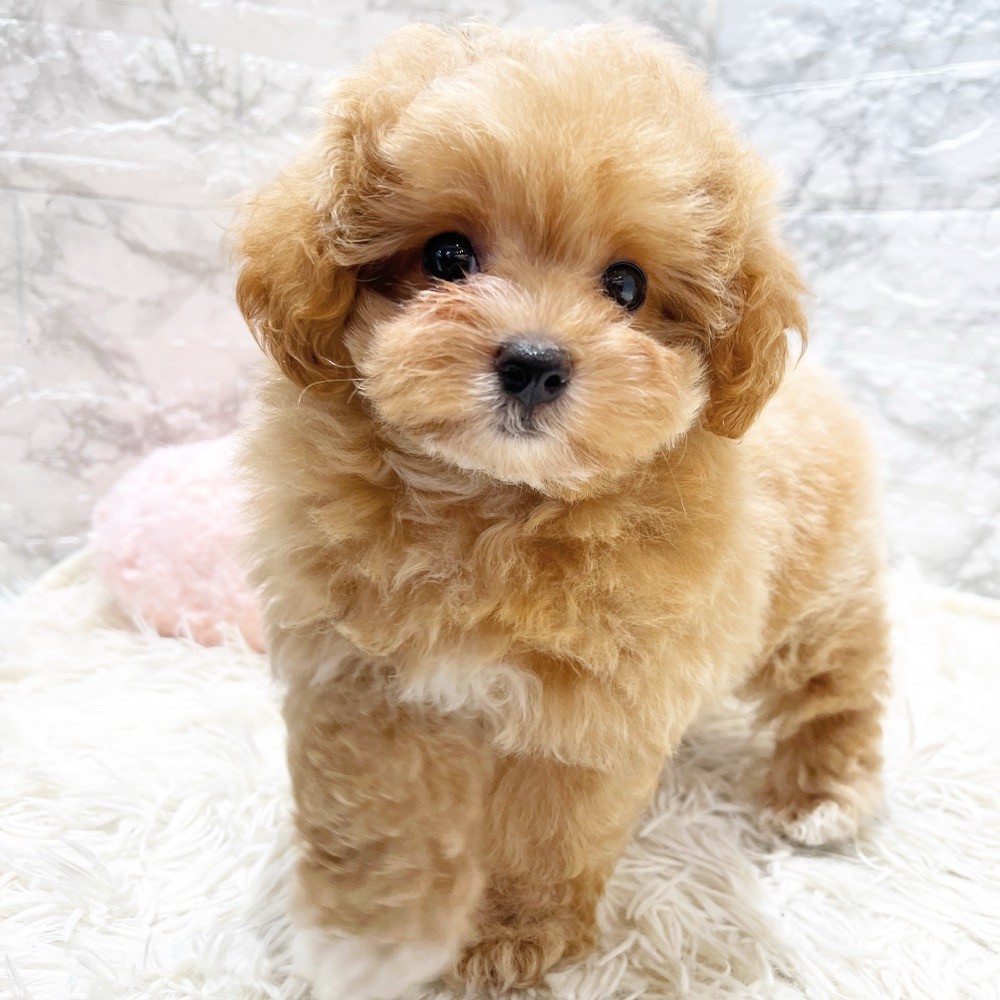 愛知県のマルプー(マルチーズ×プードル) (犬の家＆猫の里MiO香久山店/2026年3月23日生まれ/男の子/アプリコットホワイト)の子犬の4枚目の画像