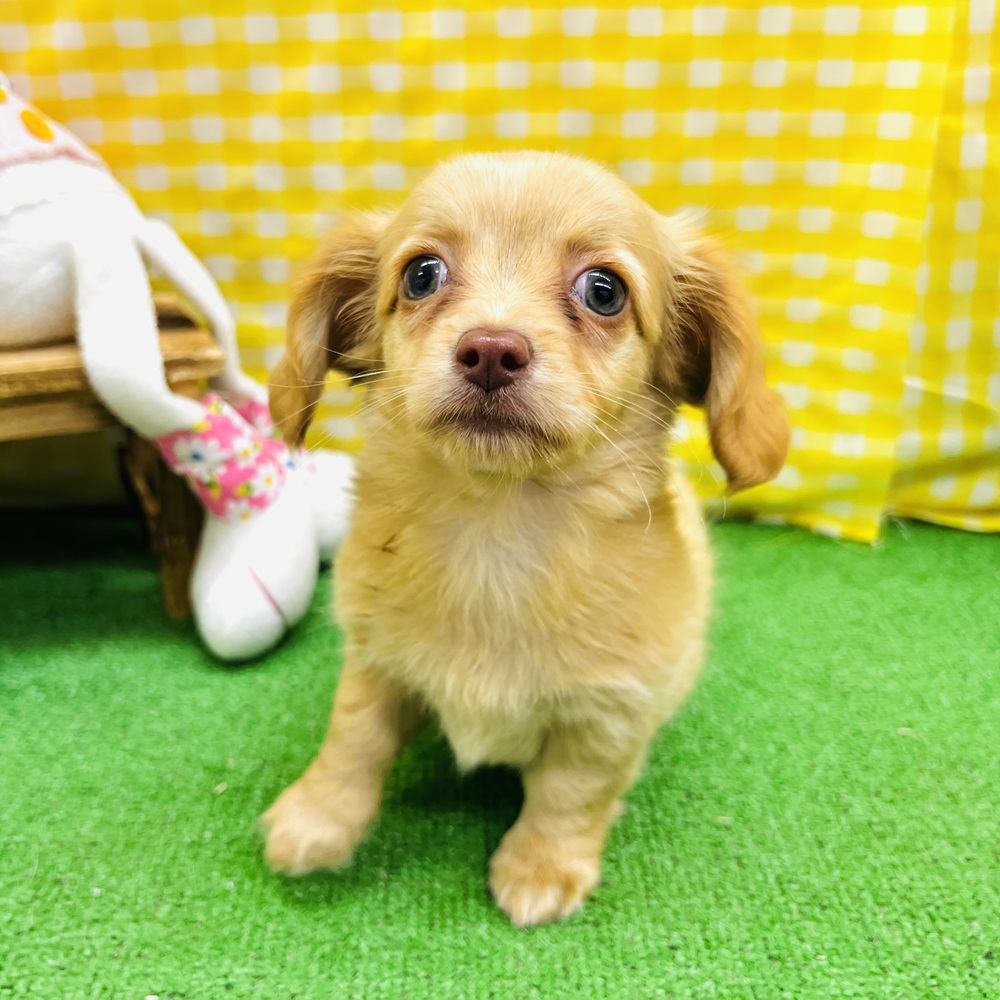 愛知県のチワックス(チワワ×ダックス) (犬の家＆猫の里名古屋天白店/2026年3月23日生まれ/女の子/ゴールド)の子犬の4枚目の画像
