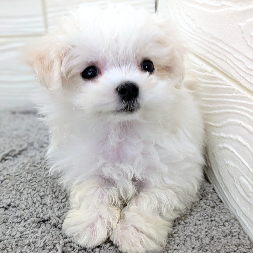 愛知県のマルチーズ (犬の家＆猫の里七宝店/2026年3月24日生まれ/男の子/ホワイト)の子犬の4枚目の画像