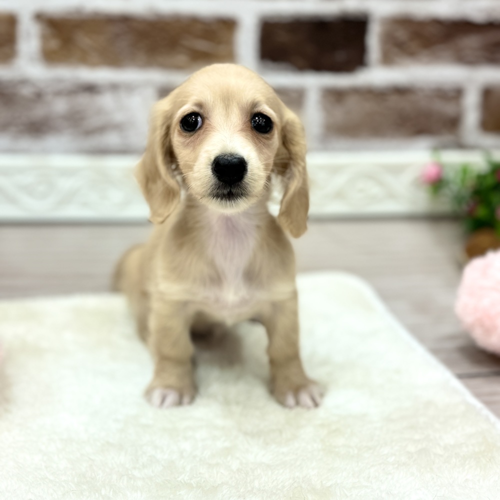 三重県のミニチュアダックスフンド(ロング) (犬の家＆猫の里三重桑名店/2026年3月23日生まれ/女の子/イエロー)の子犬の4枚目の画像