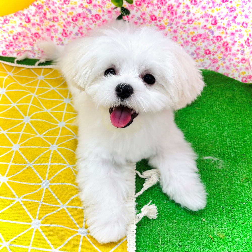 愛知県のマルチーズ (犬の家＆猫の里名古屋天白店/2026年3月25日生まれ/男の子/ホワイト)の子犬の4枚目の画像