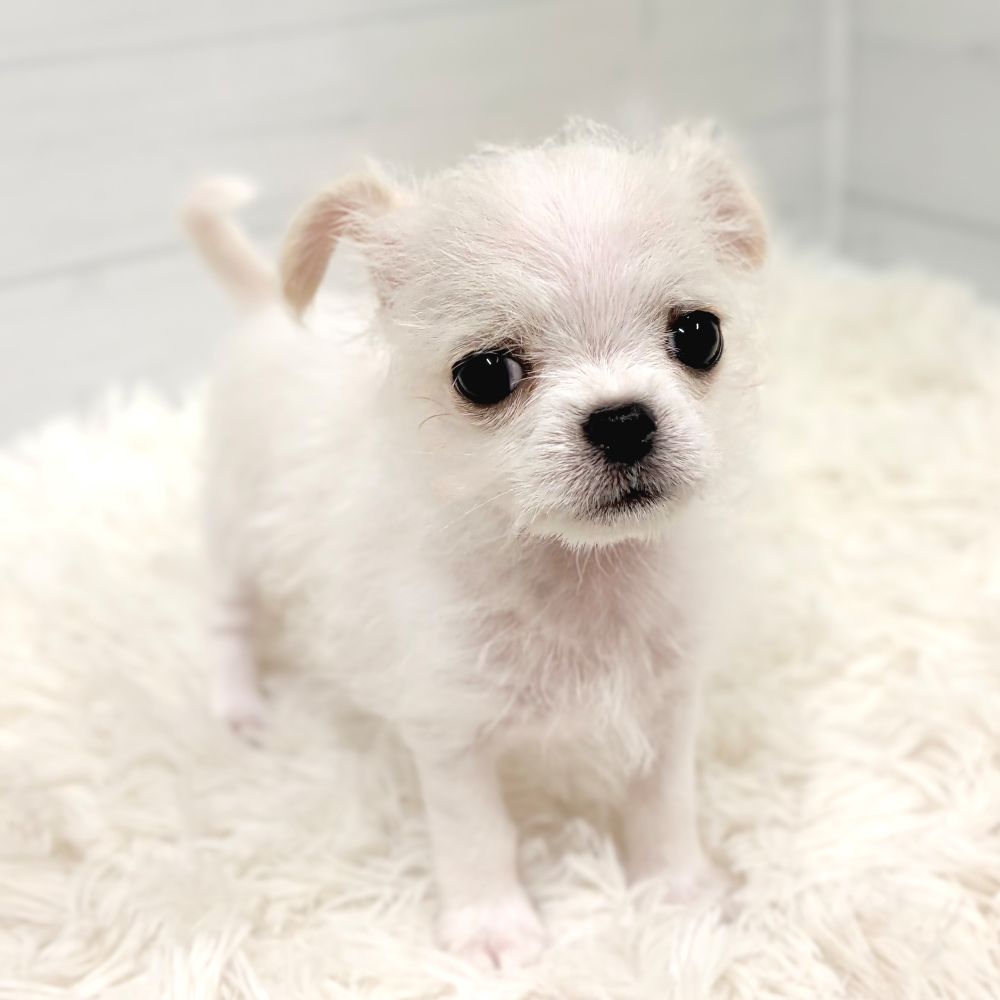 愛知県のチワマル/マルチワ(チワワ×マルチーズ) (犬の家＆猫の里豊田店/2026年3月22日生まれ/男の子/クリーム)の子犬の1枚目の画像