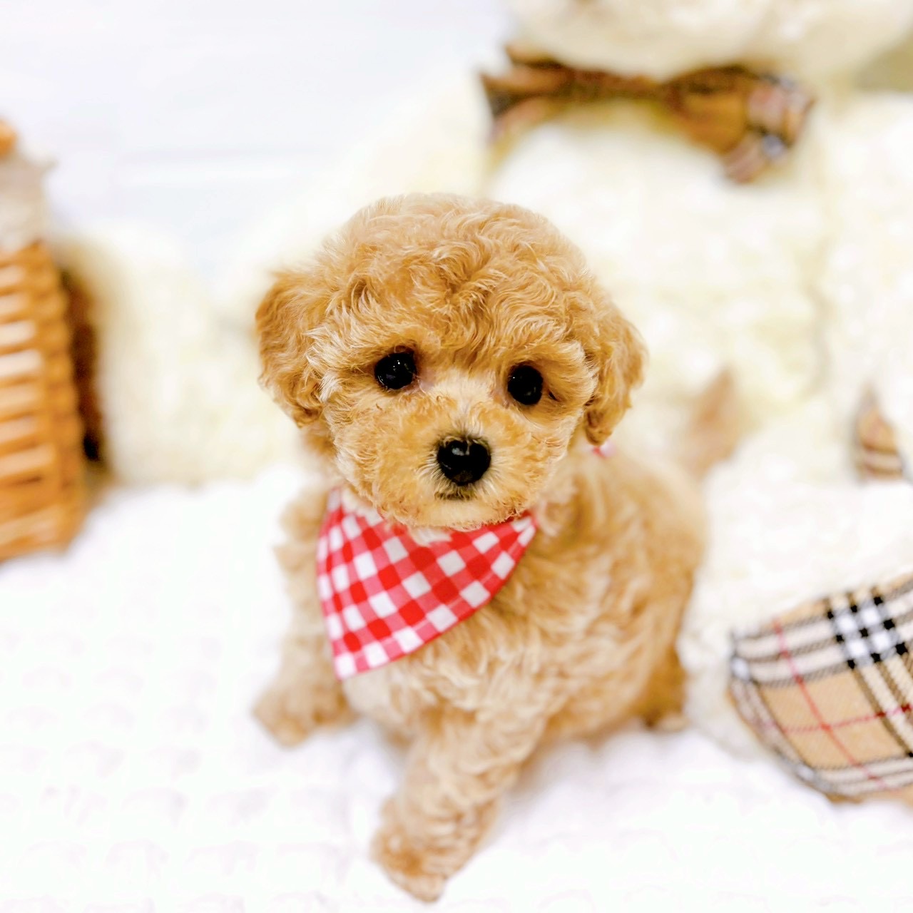 千葉県のマルプー(マルチーズ×プードル) (犬の家＆猫の里BIGHOPガーデンモール印西店/2026年3月23日生まれ/女の子/クリーム)の子犬の4枚目の画像