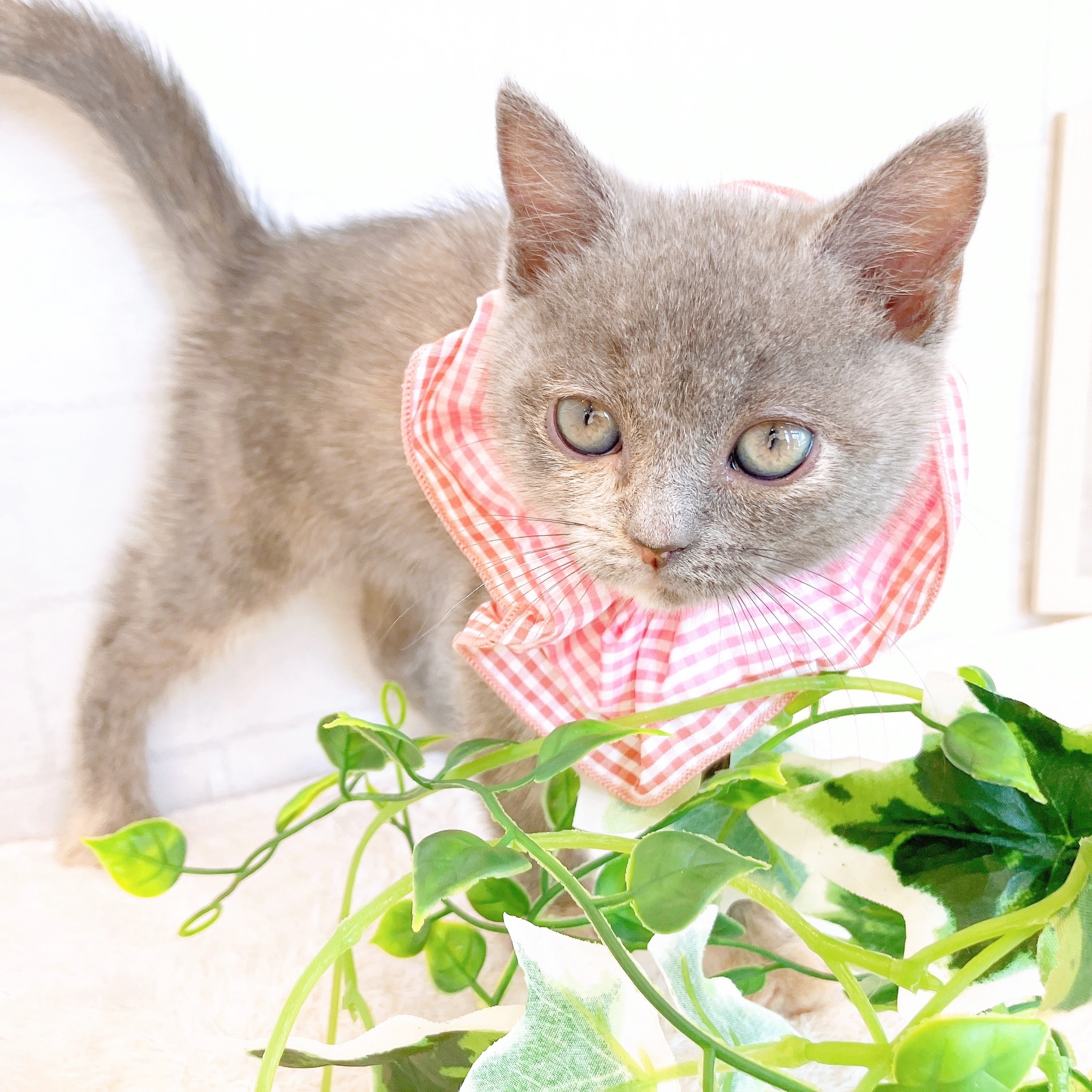 石川県のブリティッシュショートヘアー (犬の家＆猫の里金沢店/2026年1月26日生まれ/女の子/ブルークリーム)の子猫の4枚目の画像