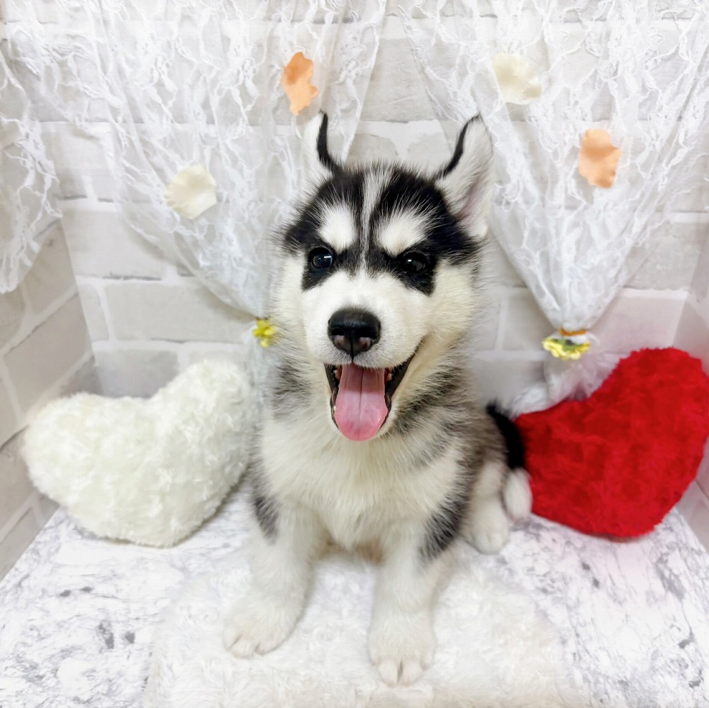 京都府のシベリアンハスキー (犬の家＆猫の里京都精華店/2026年3月25日生まれ/男の子/ブラックホワイト)の子犬の4枚目の画像
