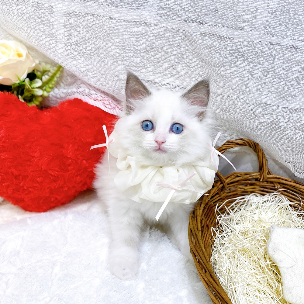 滋賀県のラグドール (犬の家＆猫の里長浜店/2026年3月24日生まれ/女の子/ブルーポイントバイカラー)の子猫の4枚目の画像