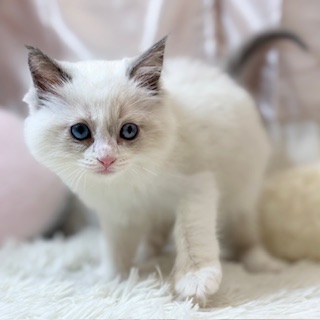 生体画像４