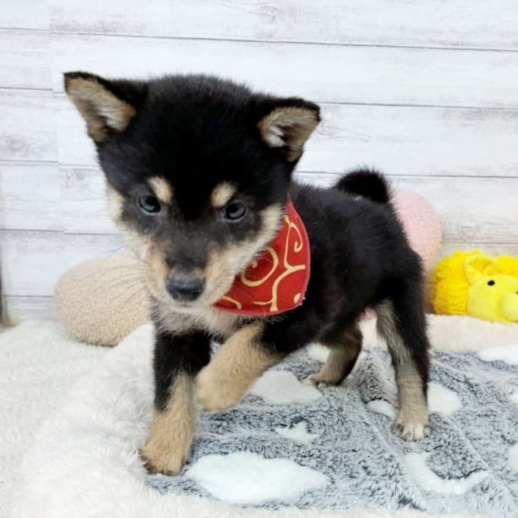 兵庫県の豆柴 (犬の家＆猫の里川西店/2026年3月19日生まれ/女の子/黒)の子犬の4枚目の画像