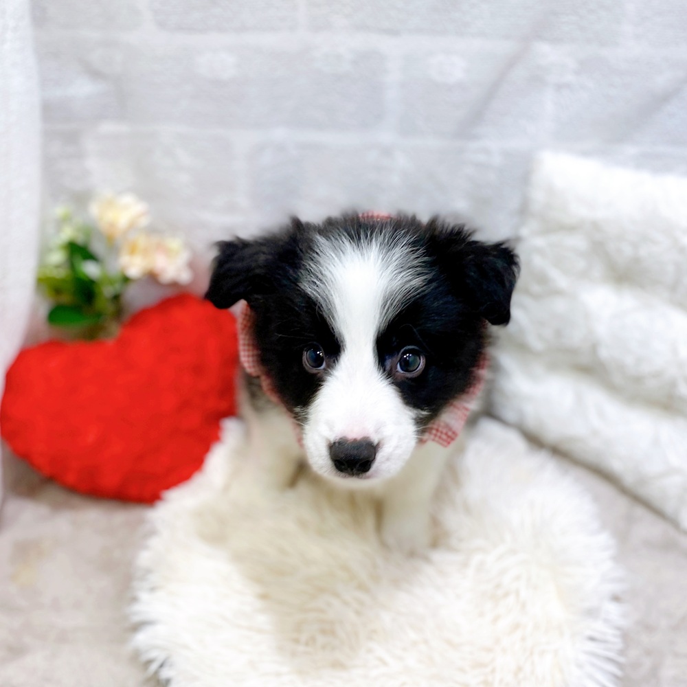 滋賀県のボーダーコリー (犬の家＆猫の里長浜店/2026年3月25日生まれ/男の子/ブラックホワイト)の子犬の4枚目の画像