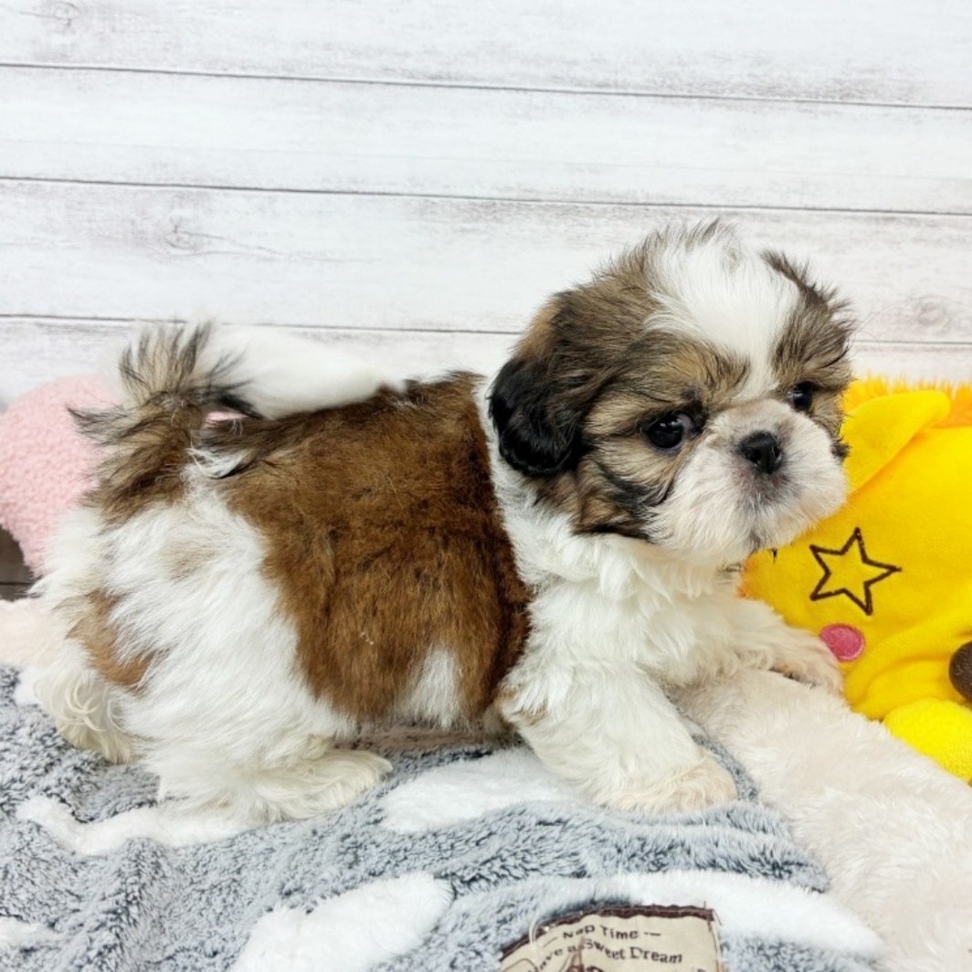 兵庫県のシーズー (犬の家＆猫の里川西店/2026年3月25日生まれ/男の子/ホワイトゴールド)の子犬の4枚目の画像