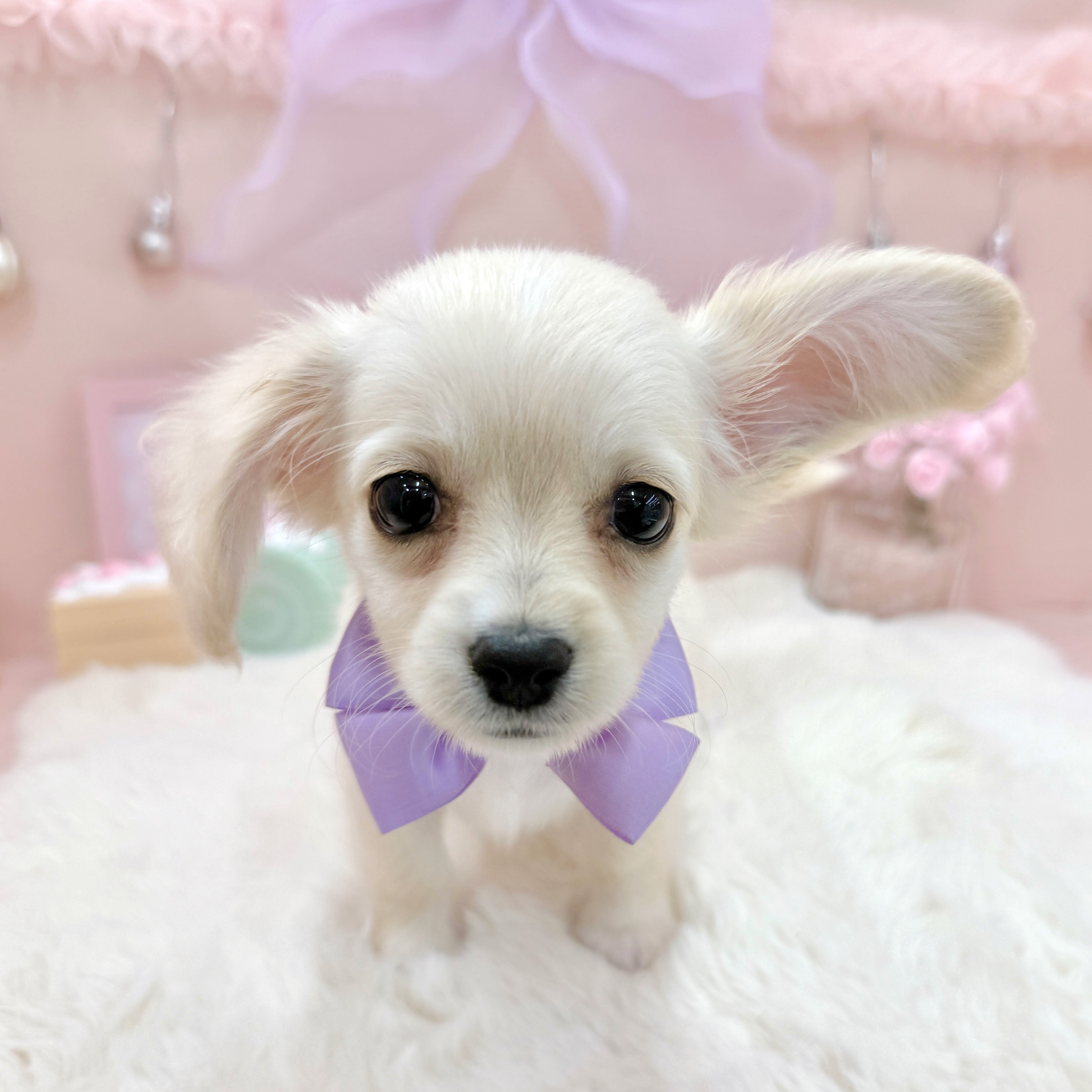 福井県のチワックス(チワワ×ダックス) (犬の家＆猫の里アミーゴ福井大和田店/2026年3月26日生まれ/女の子/クリーム)の子犬の4枚目の画像