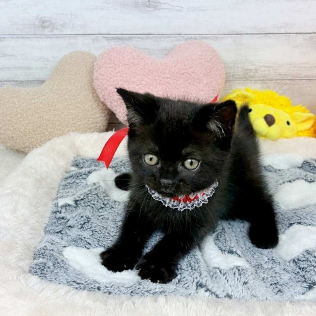 兵庫県のセルカークレックス (犬の家＆猫の里川西店/2026年3月26日生まれ/男の子/ブラック)の子猫の4枚目の画像