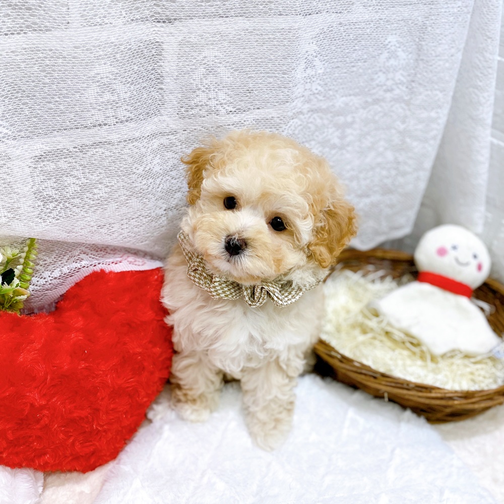 滋賀県のマルプー(マルチーズ×プードル) (犬の家＆猫の里長浜店/2026年3月26日生まれ/男の子/クリーム)の子犬の4枚目の画像