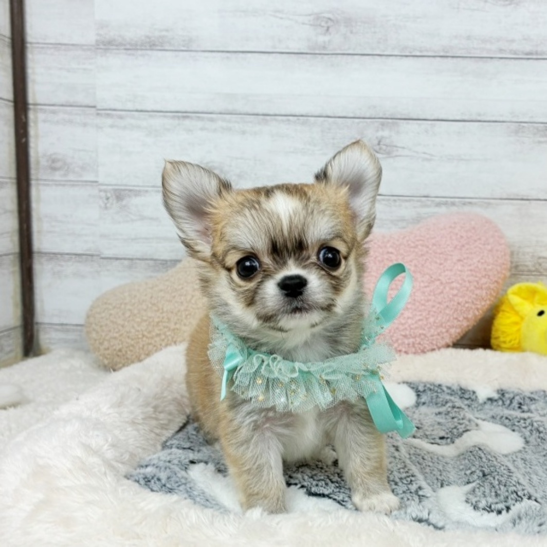 兵庫県のチワワ(ロング) (犬の家＆猫の里川西店/2026年3月26日生まれ/男の子/フォーンホワイト)の子犬の4枚目の画像