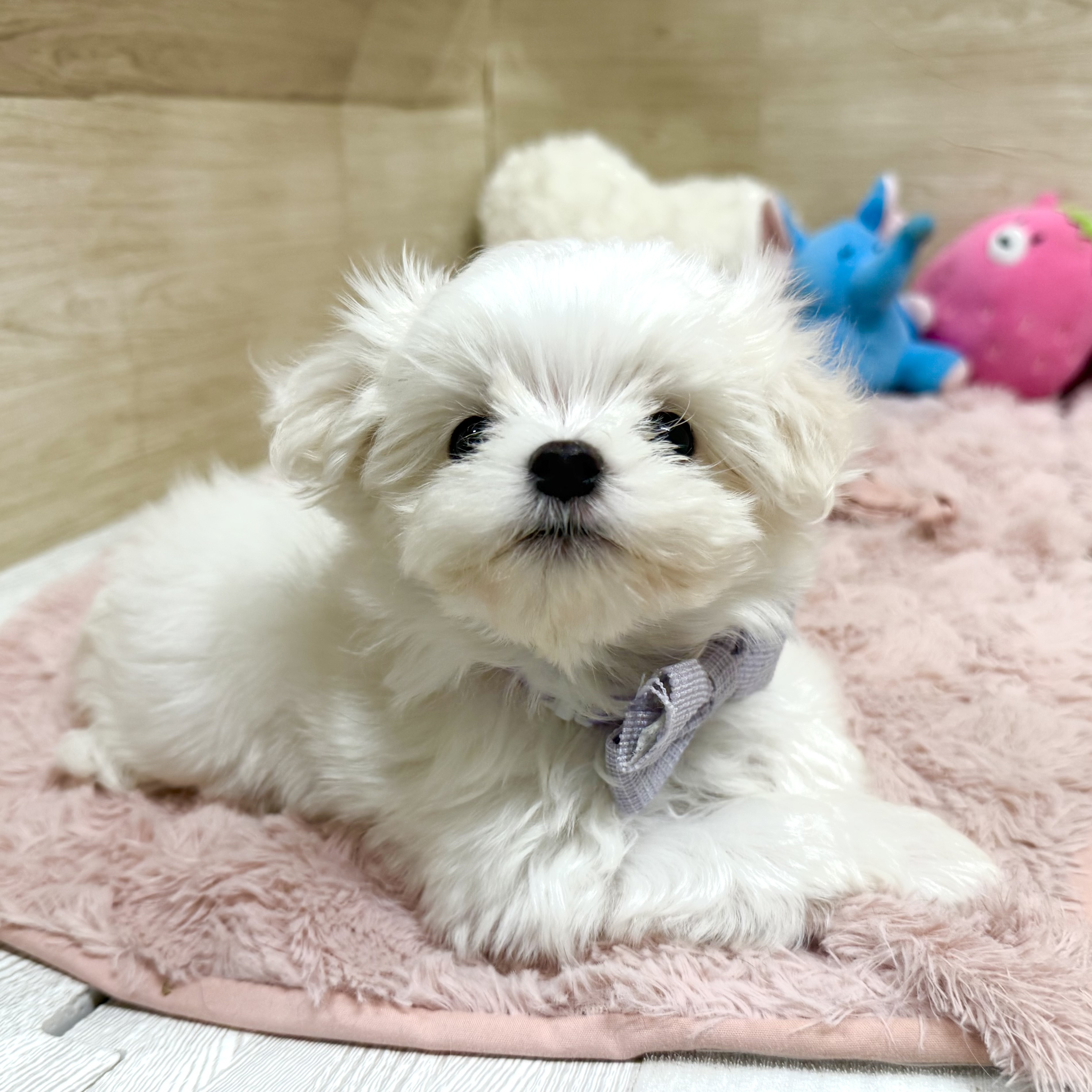 大阪府のマルチーズ (犬の家＆猫の里そよら東岸和田店/2026年3月21日生まれ/男の子/ホワイト)の子犬の4枚目の画像