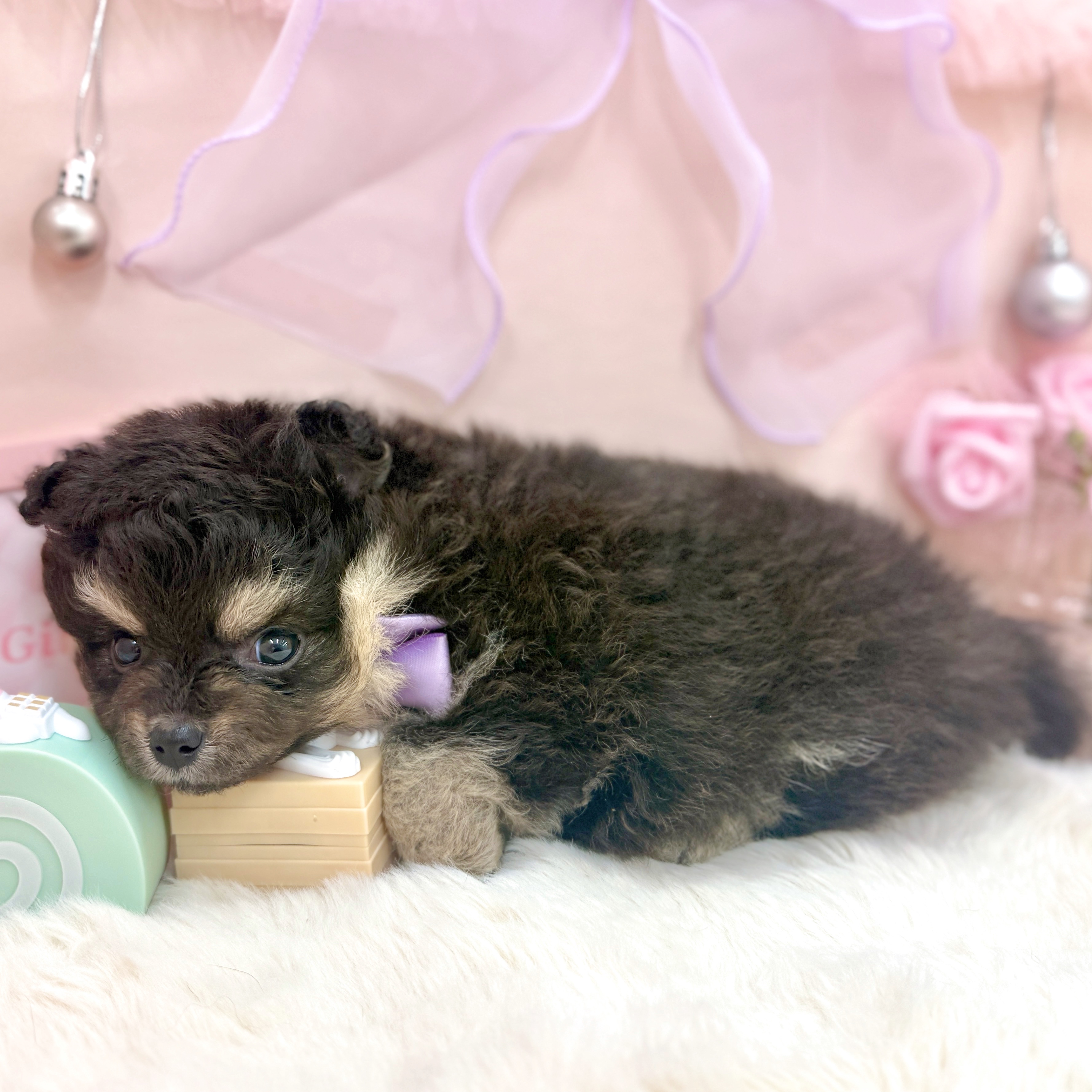 福井県のポメチワ/チワポメ/ポメチー(ポメラニアン×チワワ) (犬の家＆猫の里アミーゴ福井大和田店/2026年3月25日生まれ/女の子/ブラックタン)の子犬の4枚目の画像