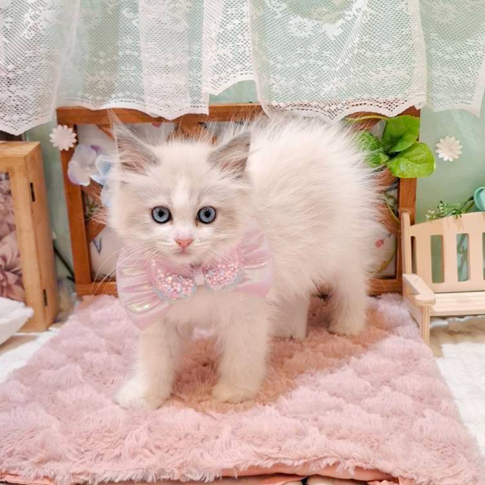 静岡県のラグドール (犬の家＆猫の里富士店/2026年3月26日生まれ/女の子/ブルーポイントバイカラー)の子猫の4枚目の画像