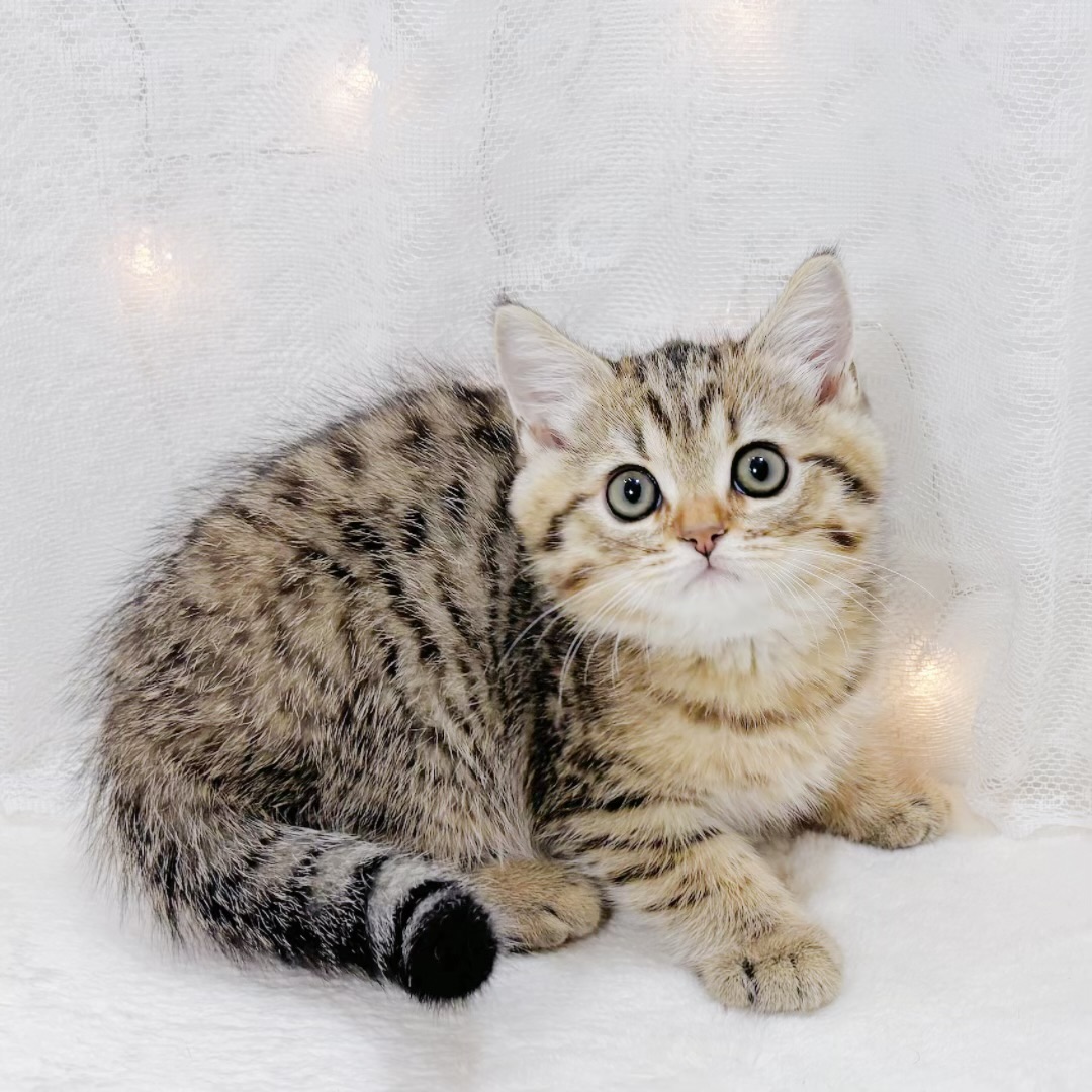 千葉県のブリティッシュショートヘアー (犬の家＆猫の里BIGHOPガーデンモール印西店/2026年3月25日生まれ/男の子/ブラウンマッカレルタビー)の子猫の4枚目の画像