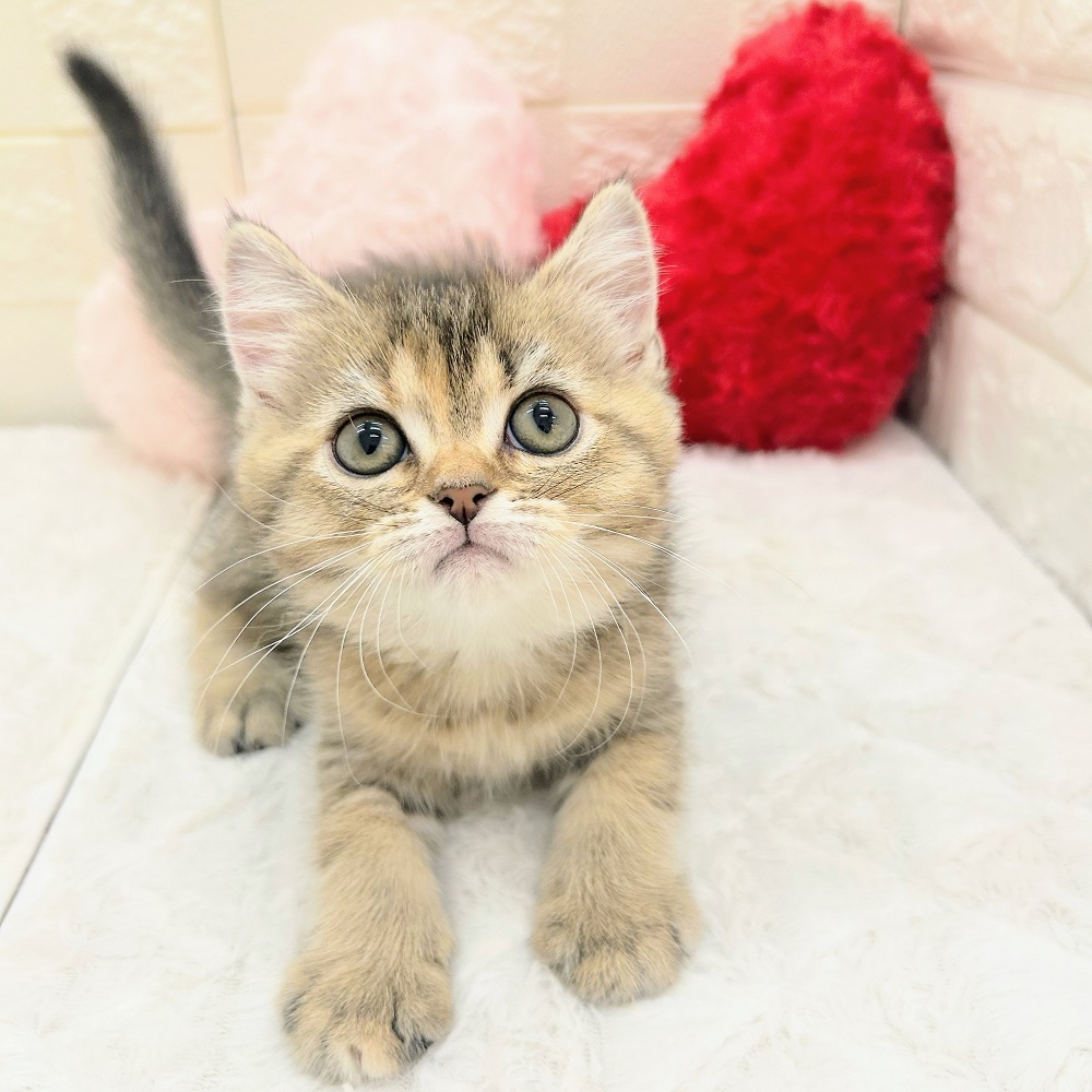 愛知県のブリティッシュショートヘアー (犬の家＆猫の里アミーゴ神の倉店/2026年3月25日生まれ/女の子/ブラウンパッチドマッカレルタビー)の子猫の4枚目の画像