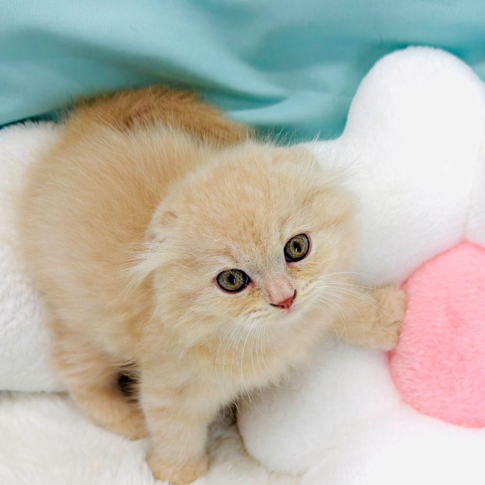 愛知県のスコティッシュフォールド (犬の家＆猫の里愛知刈谷店/2026年3月26日生まれ/男の子/クリームタビー)の子猫の4枚目の画像