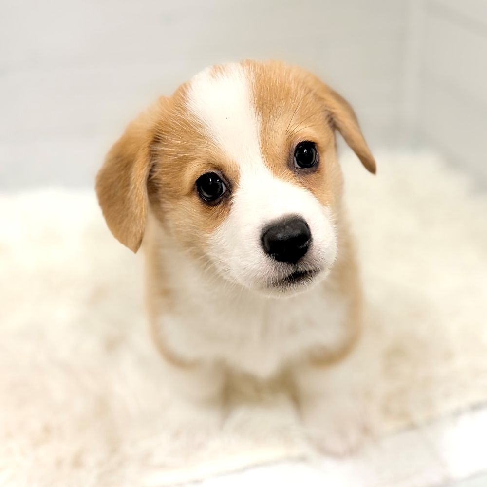 愛知県のウェルシュコーギーペンブローク (犬の家＆猫の里豊田店/2026年3月27日生まれ/男の子/セーブルホワイト)の子犬の4枚目の画像
