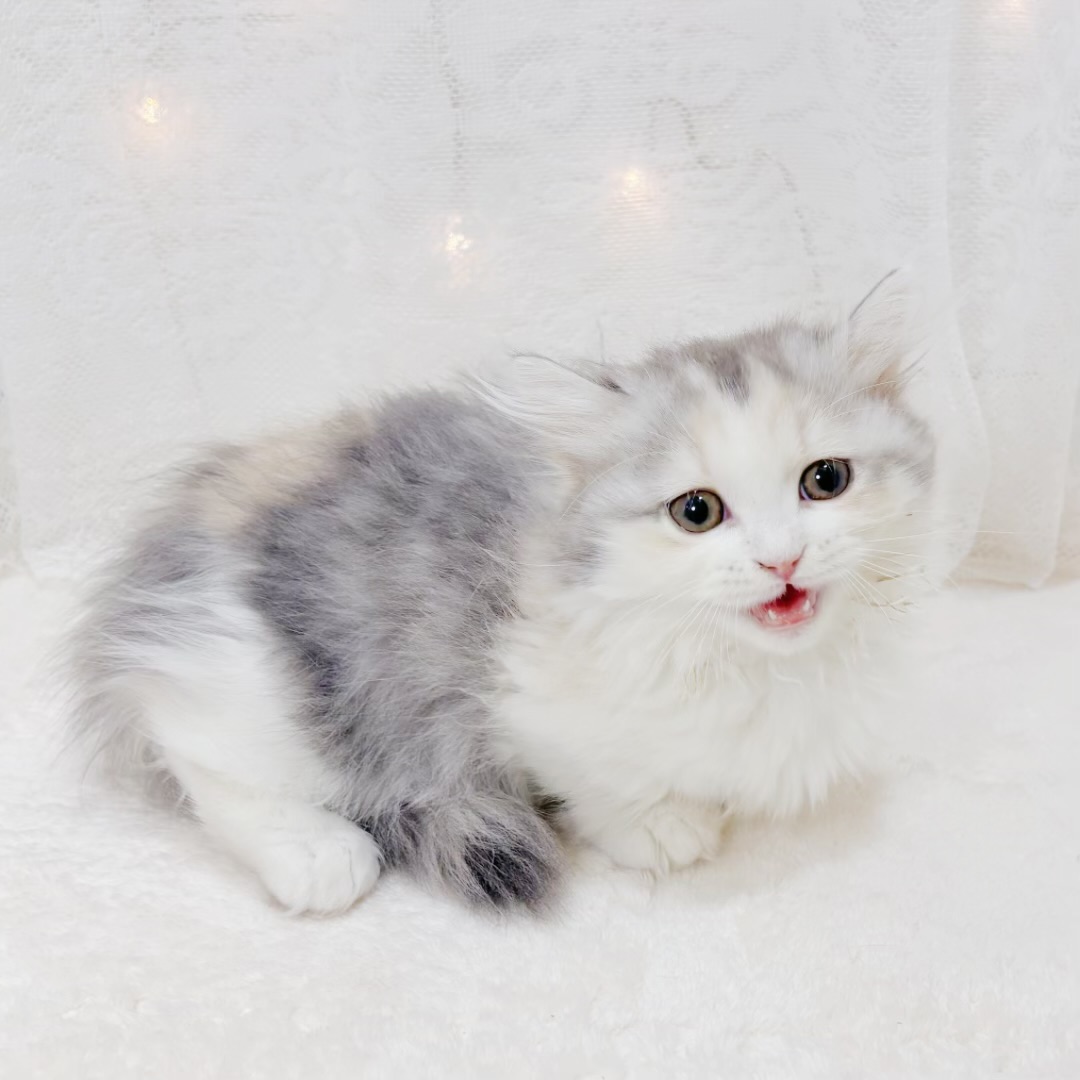 千葉県のマンチカン (犬の家＆猫の里BIGHOPガーデンモール印西店/2026年3月19日生まれ/女の子/ブルーシルバーパッチドタビーホワイト)の子猫の4枚目の画像