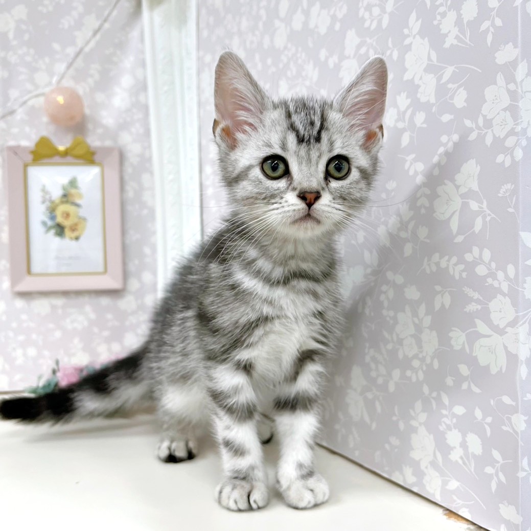 富山県のアメリカンショートヘアー (犬の家＆猫の里アミーゴ高岡蓮花寺店/2026年3月27日生まれ/男の子/シルバータビー)の子猫の4枚目の画像