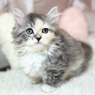 兵庫県のマンチカン (犬の家＆猫の里カナート西神戸店/2026年3月28日生まれ/女の子/ブルーパッチドタビーホワイト)の子猫の4枚目の画像