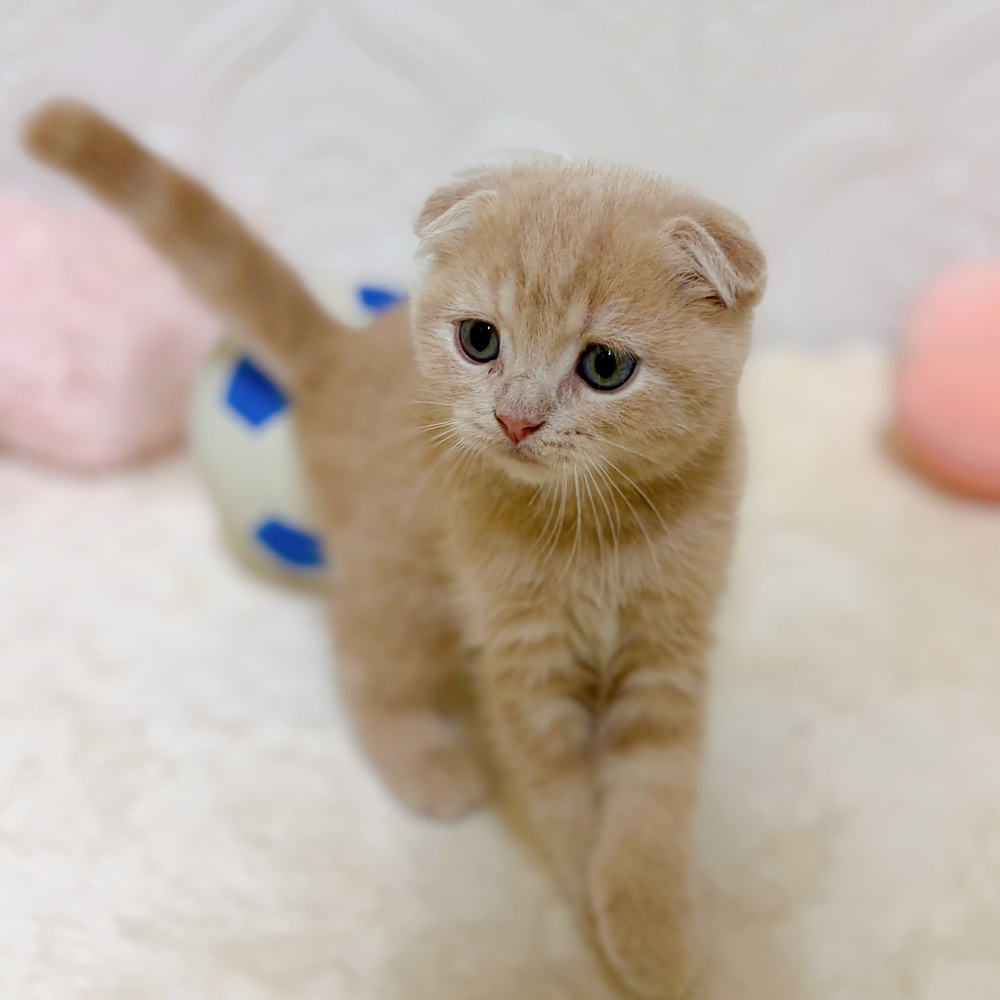 愛知県のスコティッシュフォールド (犬の家＆猫の里岡崎店/2026年3月28日生まれ/男の子/クリームタビー)の子猫の4枚目の画像