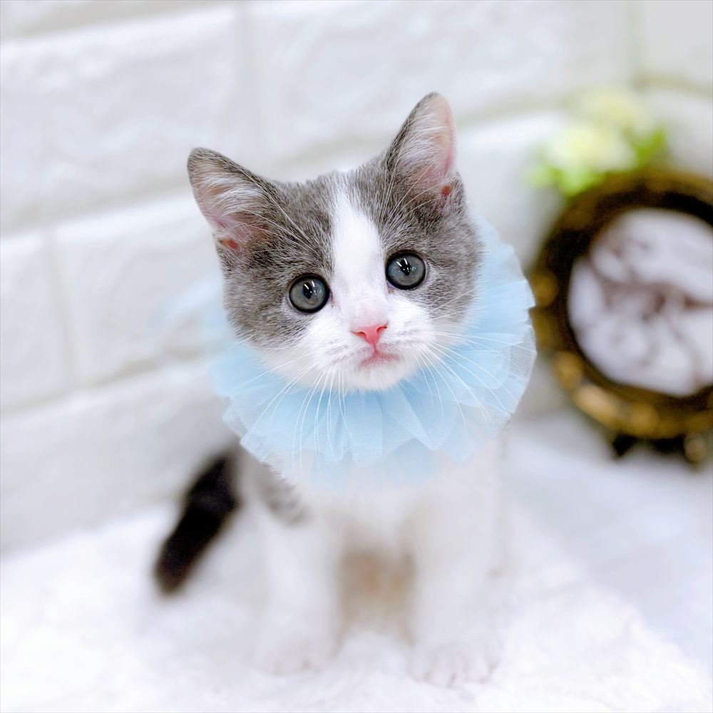 福井県のスコティッシュストレート (犬の家＆猫の里アミーゴ福井店/2026年3月28日生まれ/男の子/ブルータビーホワイト)の子猫の4枚目の画像