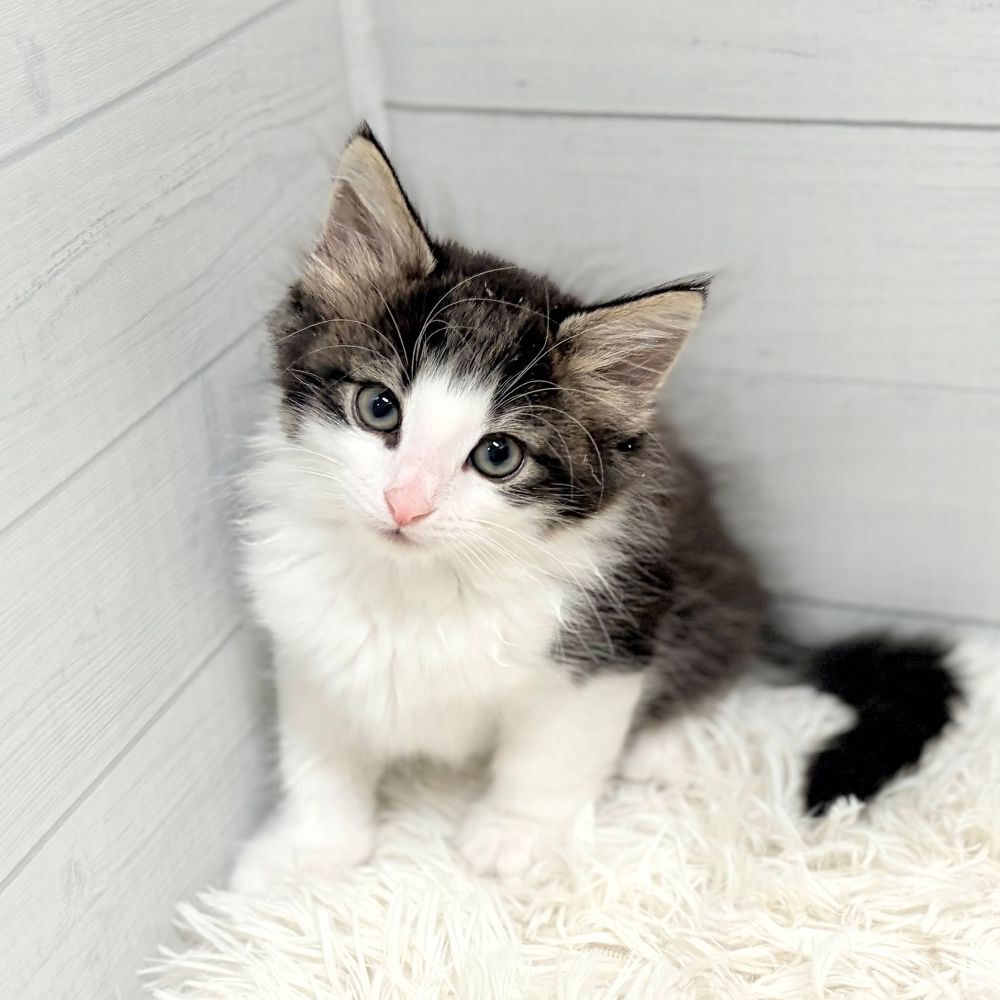 愛知県のノルウェージャンフォレストキャット (犬の家＆猫の里豊田店/2026年3月28日生まれ/男の子/ブラウンタビーホワイト)の子猫の4枚目の画像