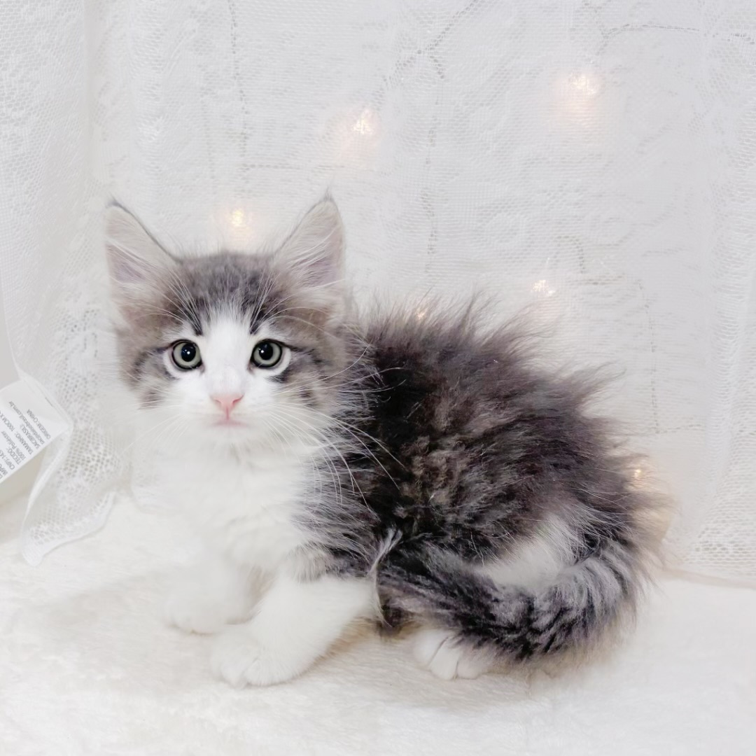 千葉県のノルウェージャンフォレストキャット (犬の家＆猫の里BIGHOPガーデンモール印西店/2026年3月28日生まれ/男の子/ブルータビーホワイト)の子猫の1枚目の画像