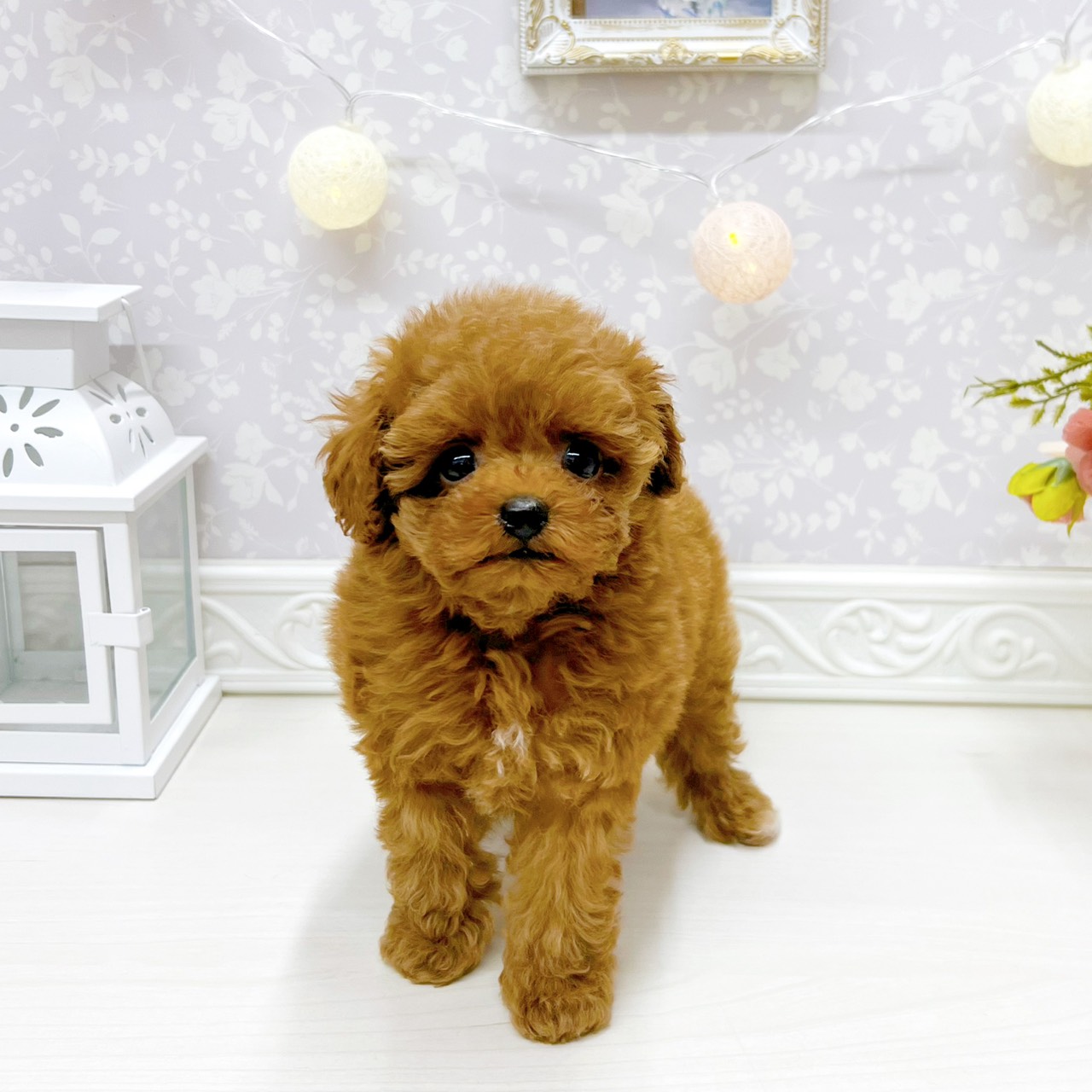富山県のトイプードル(ティーカップ) (犬の家＆猫の里アミーゴ山室店/2026年3月25日生まれ/女の子/レッドフォーン)の子犬の4枚目の画像