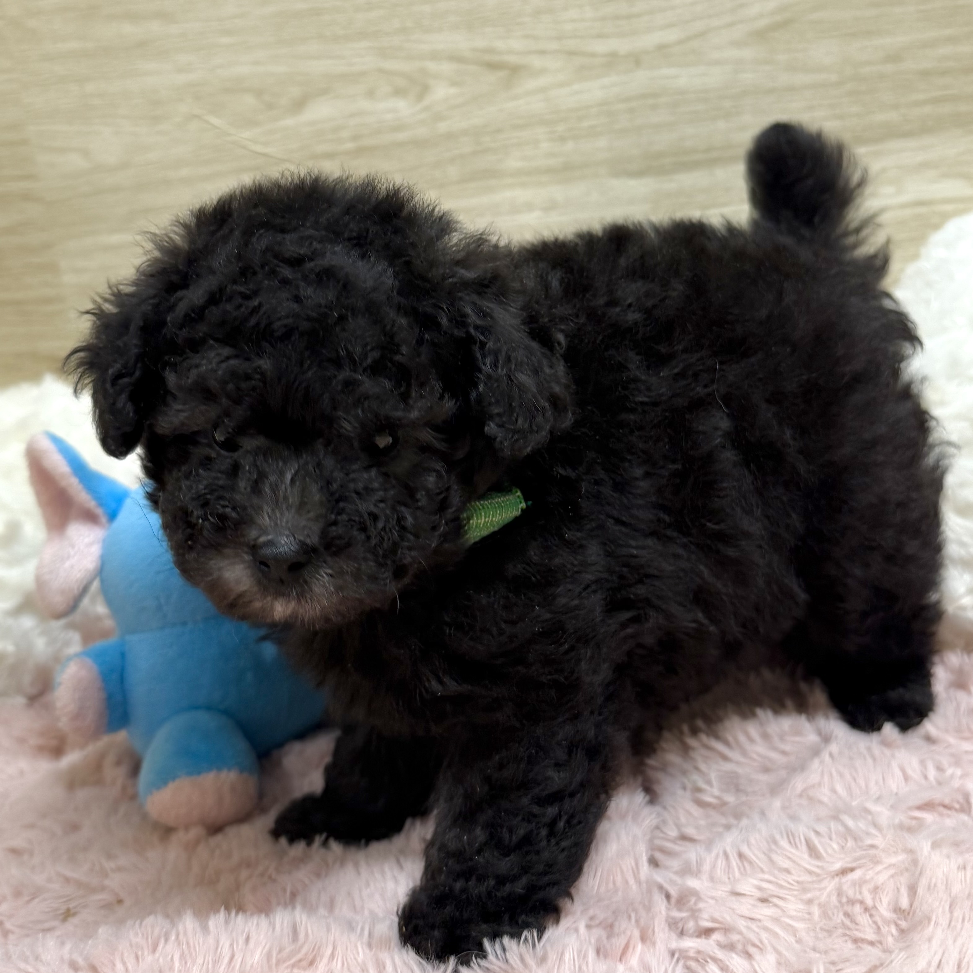 大阪府のトイプードル(トイ) (犬の家＆猫の里そよら東岸和田店/2026年3月26日生まれ/男の子/グレー)の子犬の4枚目の画像