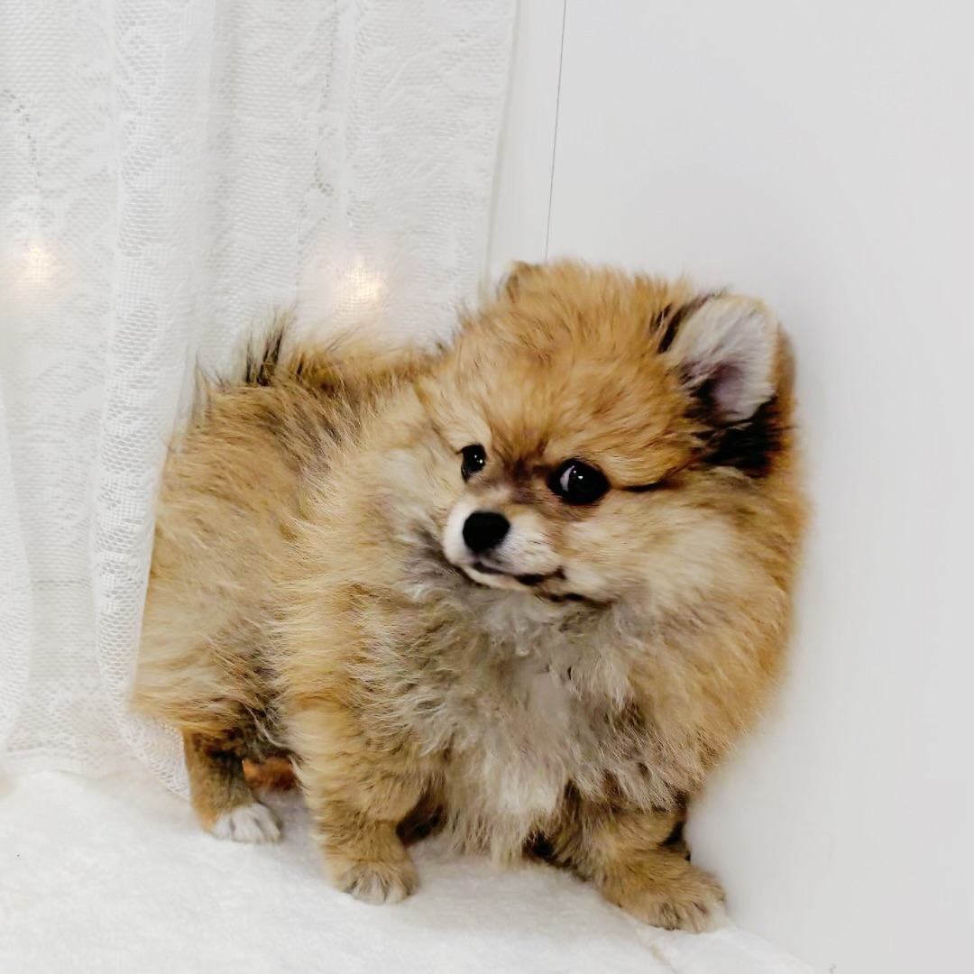 千葉県のポメチワ/チワポメ/ポメチー(ポメラニアン×チワワ) (犬の家＆猫の里BIGHOPガーデンモール印西店/2026年3月26日生まれ/男の子/オレンジ)の子犬の4枚目の画像