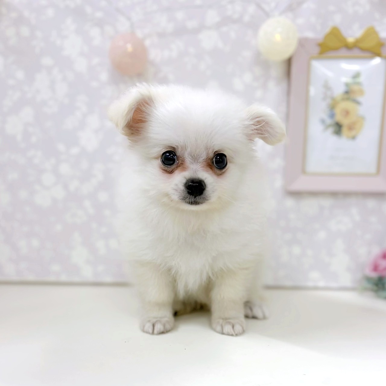 富山県のポメチワ/チワポメ/ポメチー(ポメラニアン×チワワ) (犬の家＆猫の里アミーゴ高岡蓮花寺店/2026年3月27日生まれ/男の子/クリーム)の子犬の4枚目の画像