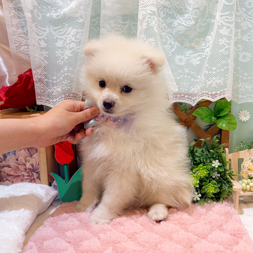 静岡県のポメラニアン (犬の家＆猫の里富士店/2026年3月27日生まれ/男の子/クリーム)の子犬の4枚目の画像