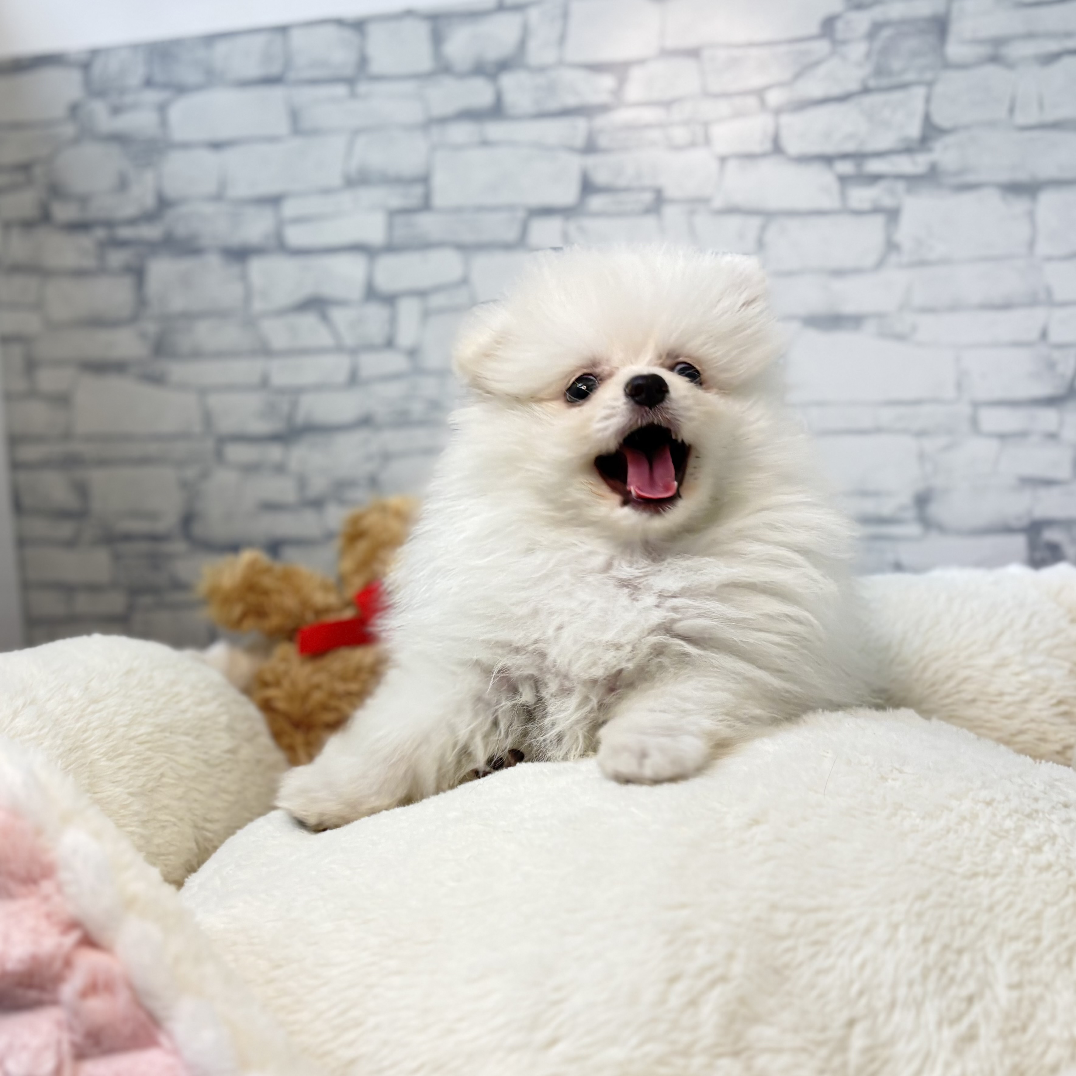 長野県のポメラニアン (犬の家＆猫の里長野店/2026年3月27日生まれ/男の子/クリーム)の子犬の4枚目の画像