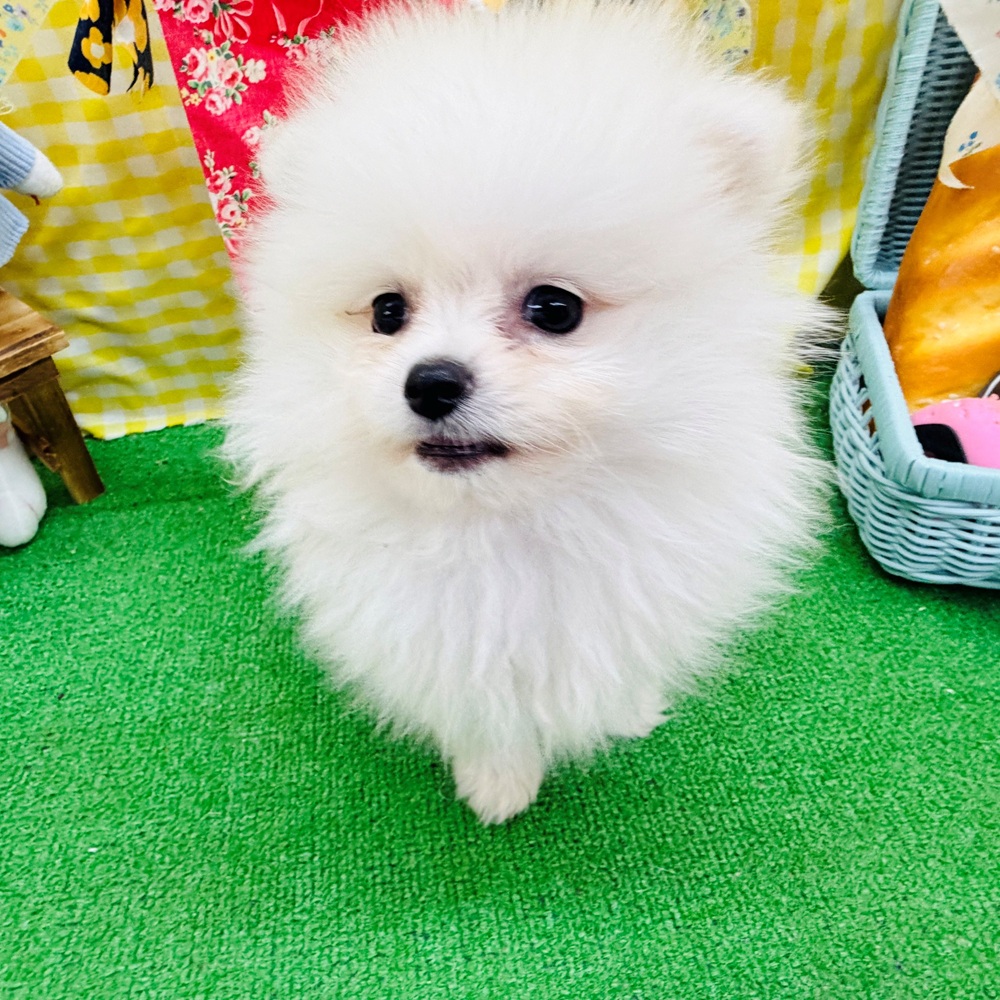 愛知県のポメラニアン (犬の家＆猫の里名古屋天白店/2026年3月27日生まれ/女の子/クリーム)の子犬の4枚目の画像