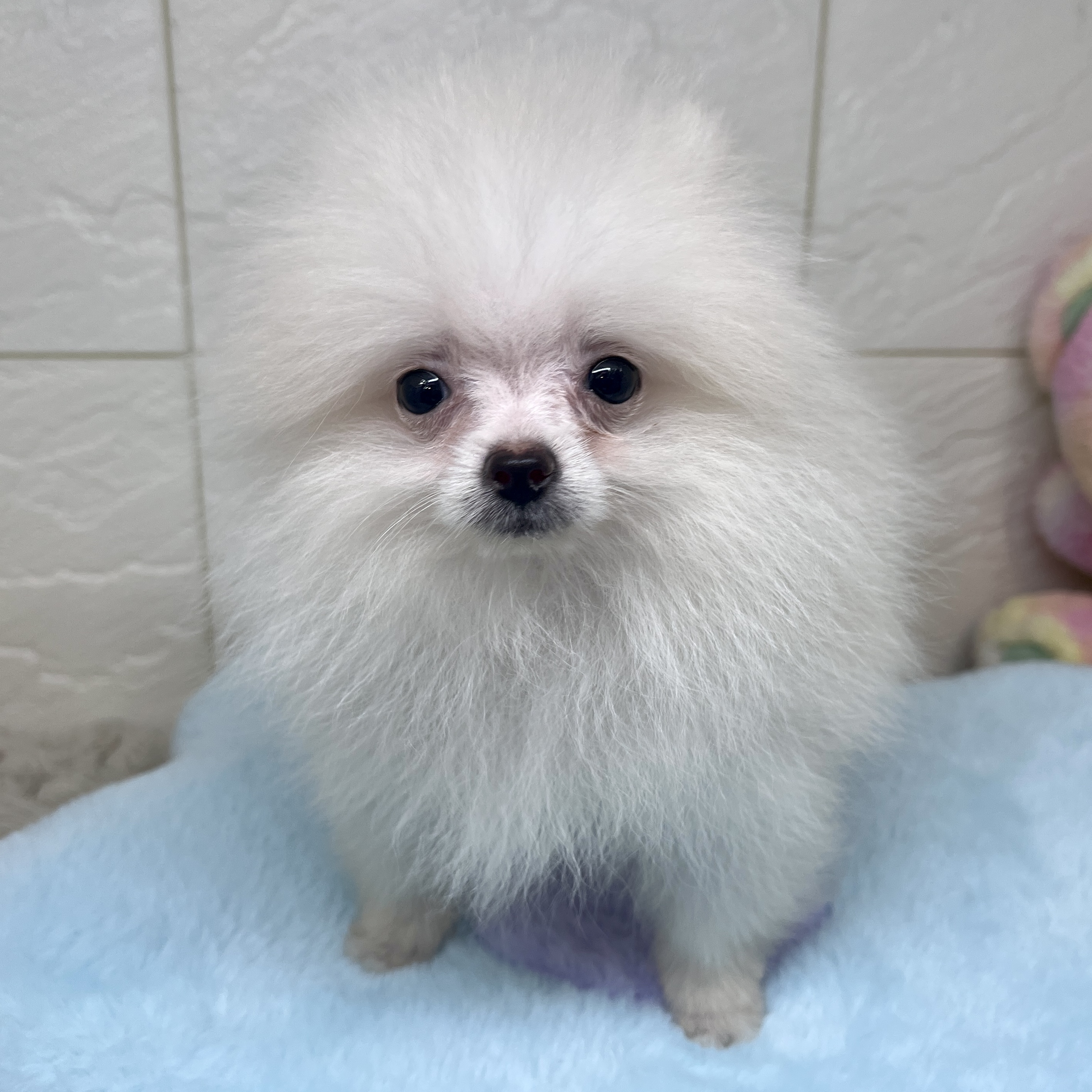 兵庫県のポメラニアン (犬の家＆猫の里ゆめタウン姫路店/2026年3月29日生まれ/男の子/クリーム)の子犬の4枚目の画像