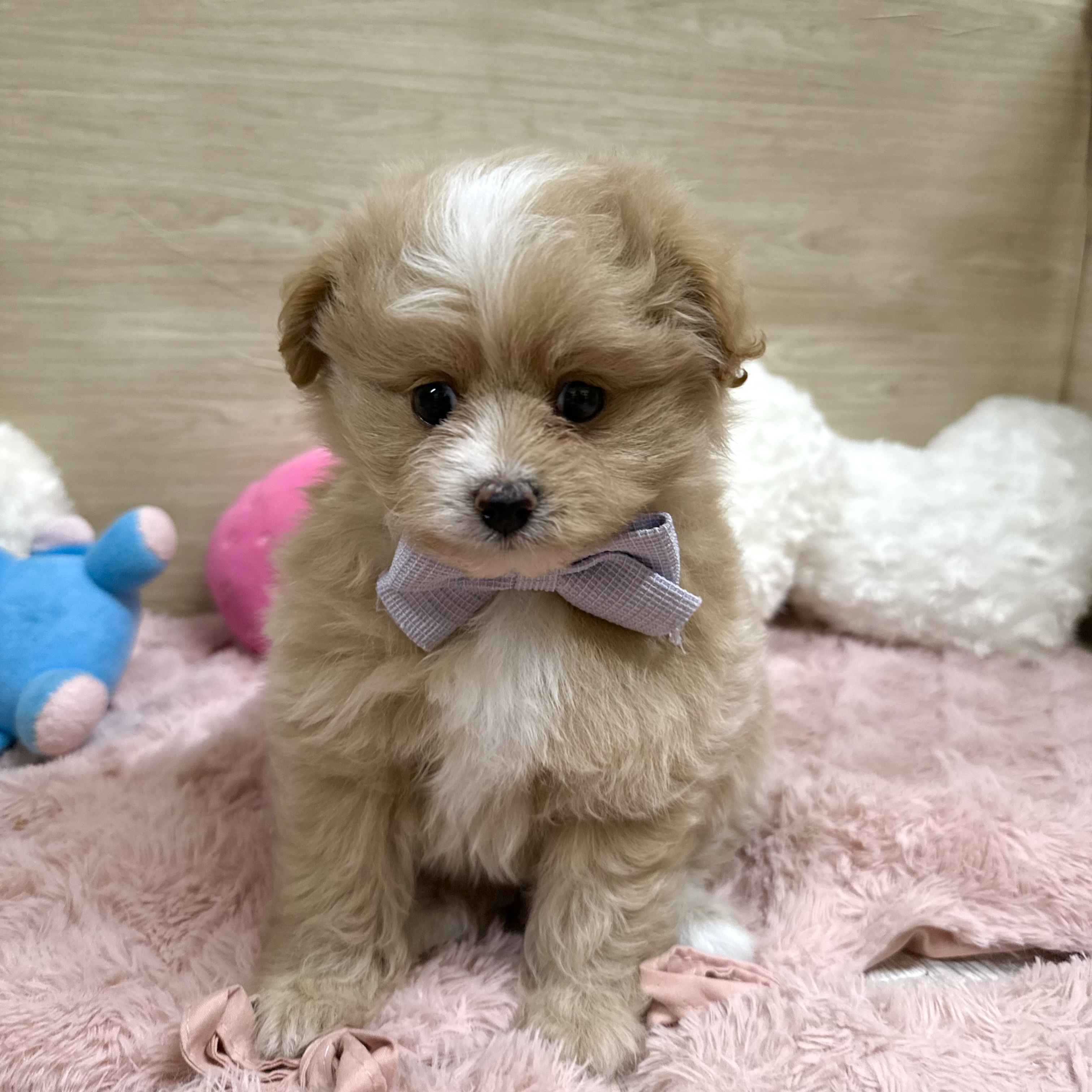 大阪府のポメプー(ポメラニアン×プードル) (犬の家＆猫の里そよら東岸和田店/2026年3月29日生まれ/女の子/クリームホワイト)の子犬の4枚目の画像