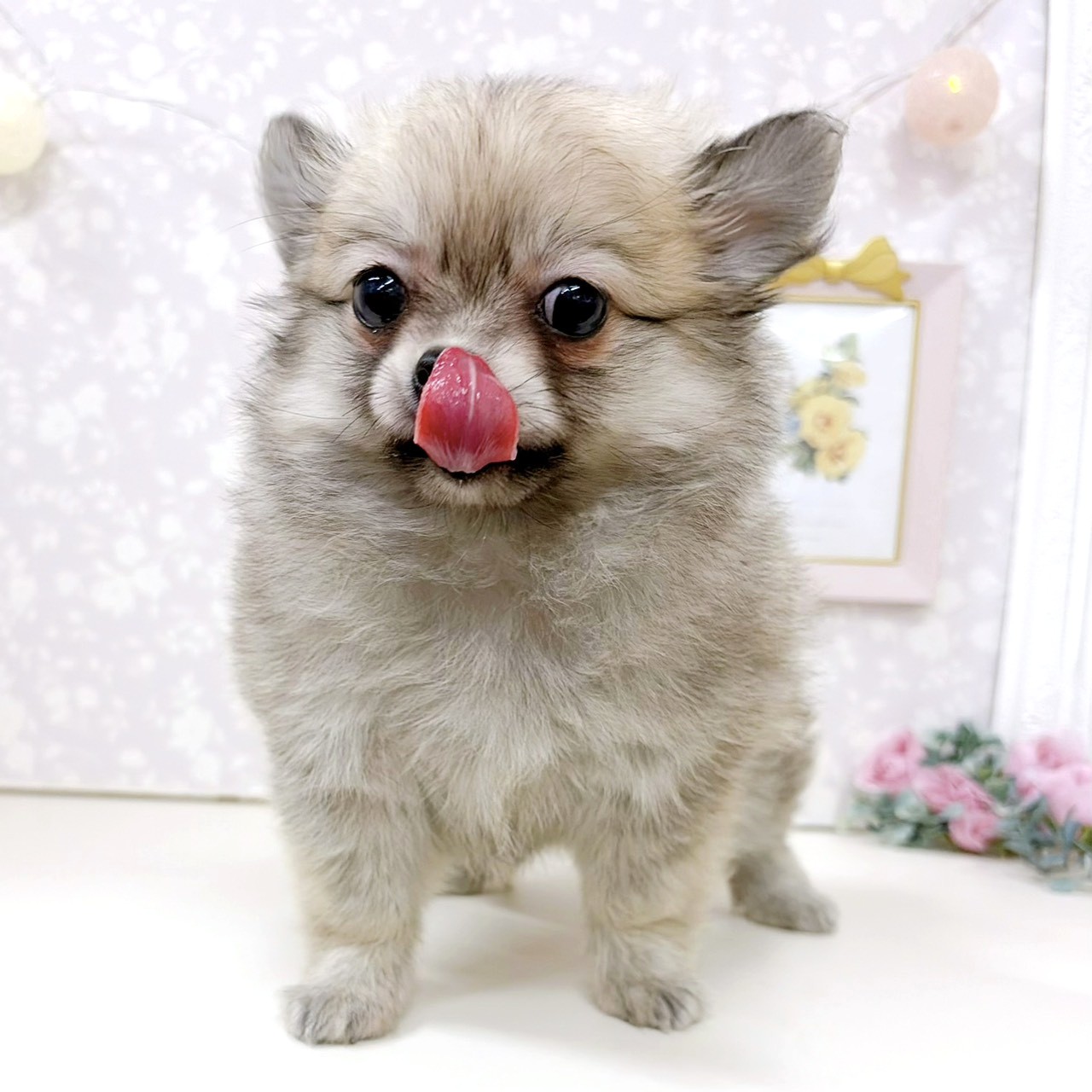 富山県のポメチワ/チワポメ/ポメチー(ポメラニアン×チワワ) (犬の家＆猫の里アミーゴ高岡蓮花寺店/2026年3月26日生まれ/女の子/フォーン)の子犬の4枚目の画像