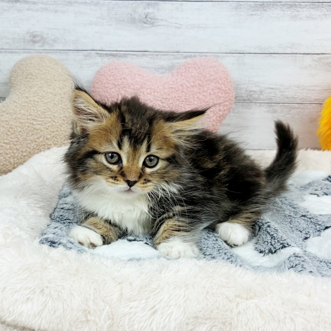 兵庫県のミヌエット (犬の家＆猫の里川西店/2026年3月27日生まれ/男の子/ブラウンタビーホワイト)の子猫の4枚目の画像