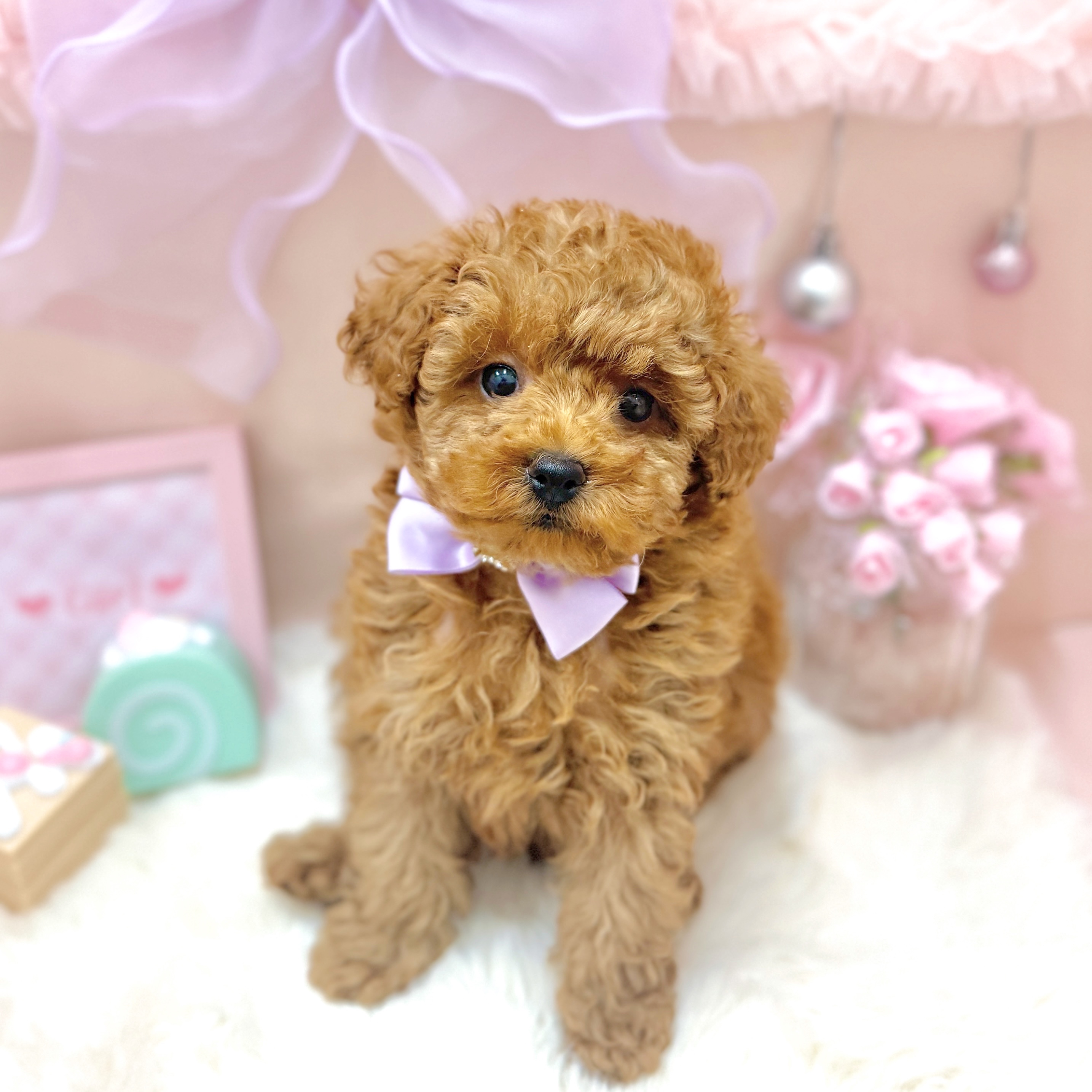 福井県のトイプードル(トイ) (犬の家＆猫の里アミーゴ福井大和田店/2026年3月28日生まれ/女の子/レッドフォーン)の子犬の4枚目の画像