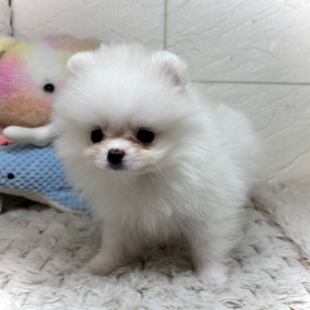 兵庫県のポメラニアン (犬の家＆猫の里ゆめタウン姫路店/2026年3月26日生まれ/男の子/クリーム)の子犬の4枚目の画像