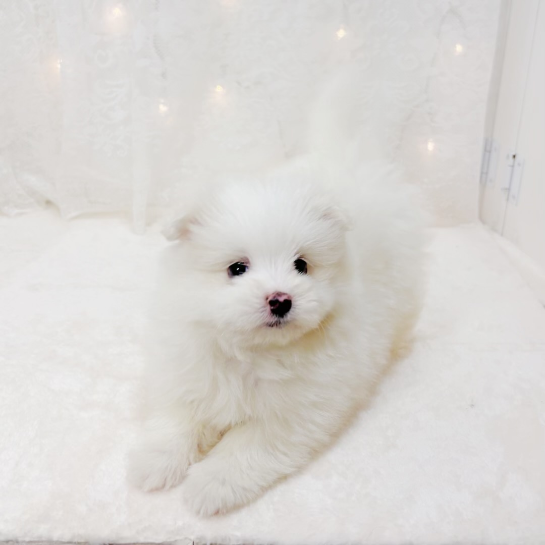 千葉県のポメマル/マルポメ(ポメラニアン×マルチーズ) (犬の家＆猫の里BIGHOPガーデンモール印西店/2026年3月29日生まれ/男の子/ホワイト)の子犬の4枚目の画像