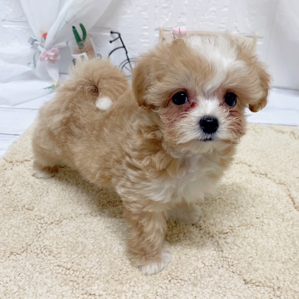 岡山県のマルプー(マルチーズ×プードル) (犬の家＆猫の里岡山店/2026年3月27日生まれ/女の子/クリームホワイト)の子犬の4枚目の画像