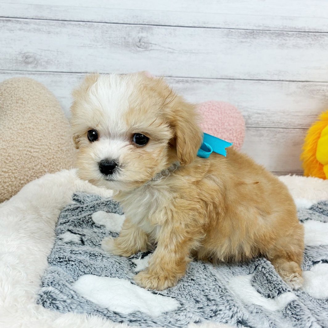兵庫県のマルプー(マルチーズ×プードル) (犬の家＆猫の里川西店/2026年3月27日生まれ/男の子/クリームホワイト)の子犬の4枚目の画像