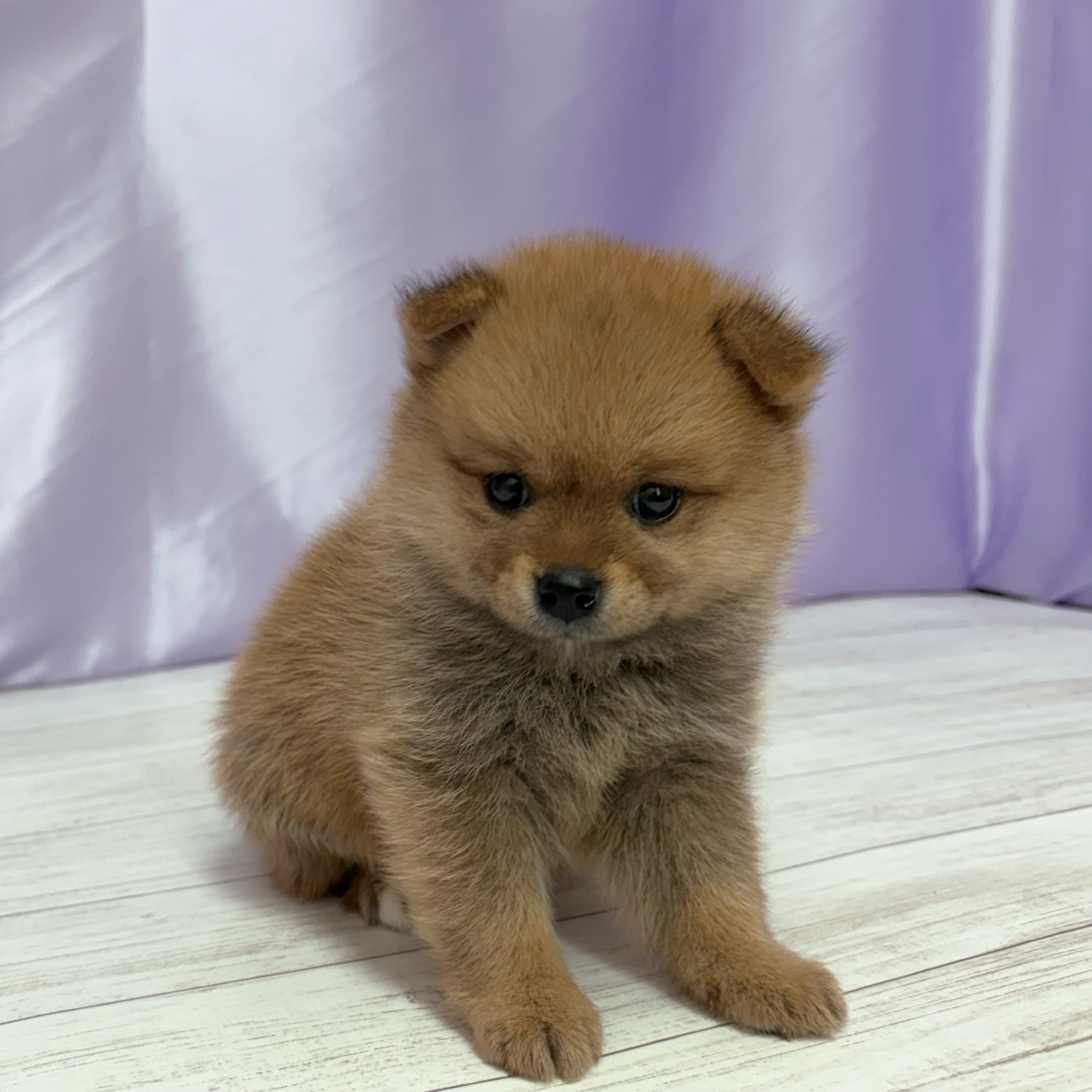 兵庫県のポメ柴/豆ポメ/ポメ豆柴(ポメラニアン×柴犬) (犬の家＆猫の里尼崎店/2026年3月29日生まれ/女の子/赤)の子犬の4枚目の画像