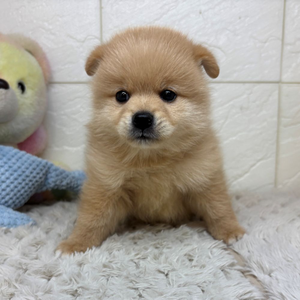 兵庫県のポメ柴/豆ポメ/ポメ豆柴(ポメラニアン×柴犬) (犬の家＆猫の里ゆめタウン姫路店/2026年3月29日生まれ/男の子/クリーム)の子犬の4枚目の画像